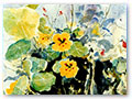 Title: Nasturtiums